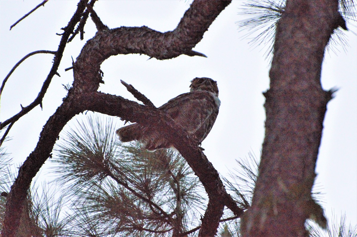 Great Horned Owl - ML279705361