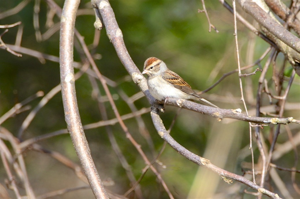 Chipping Sparrow - ML279708111