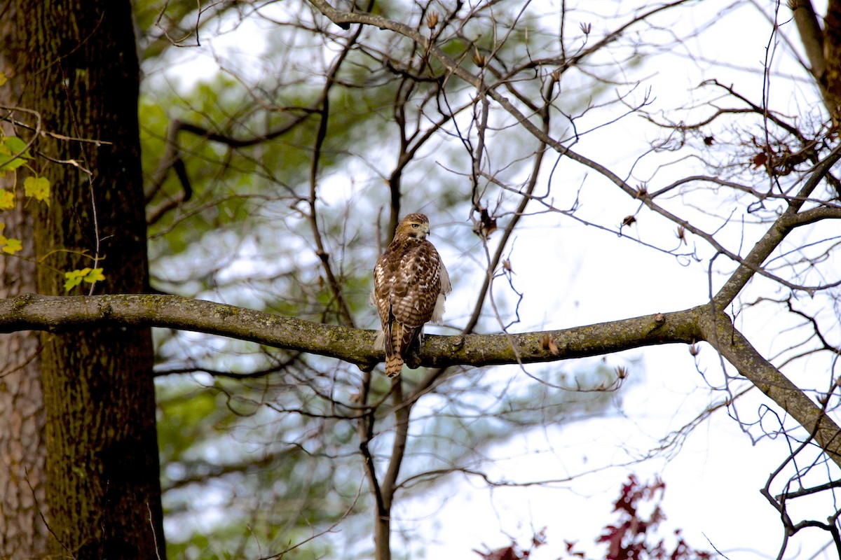 Red-tailed Hawk - ML279710321