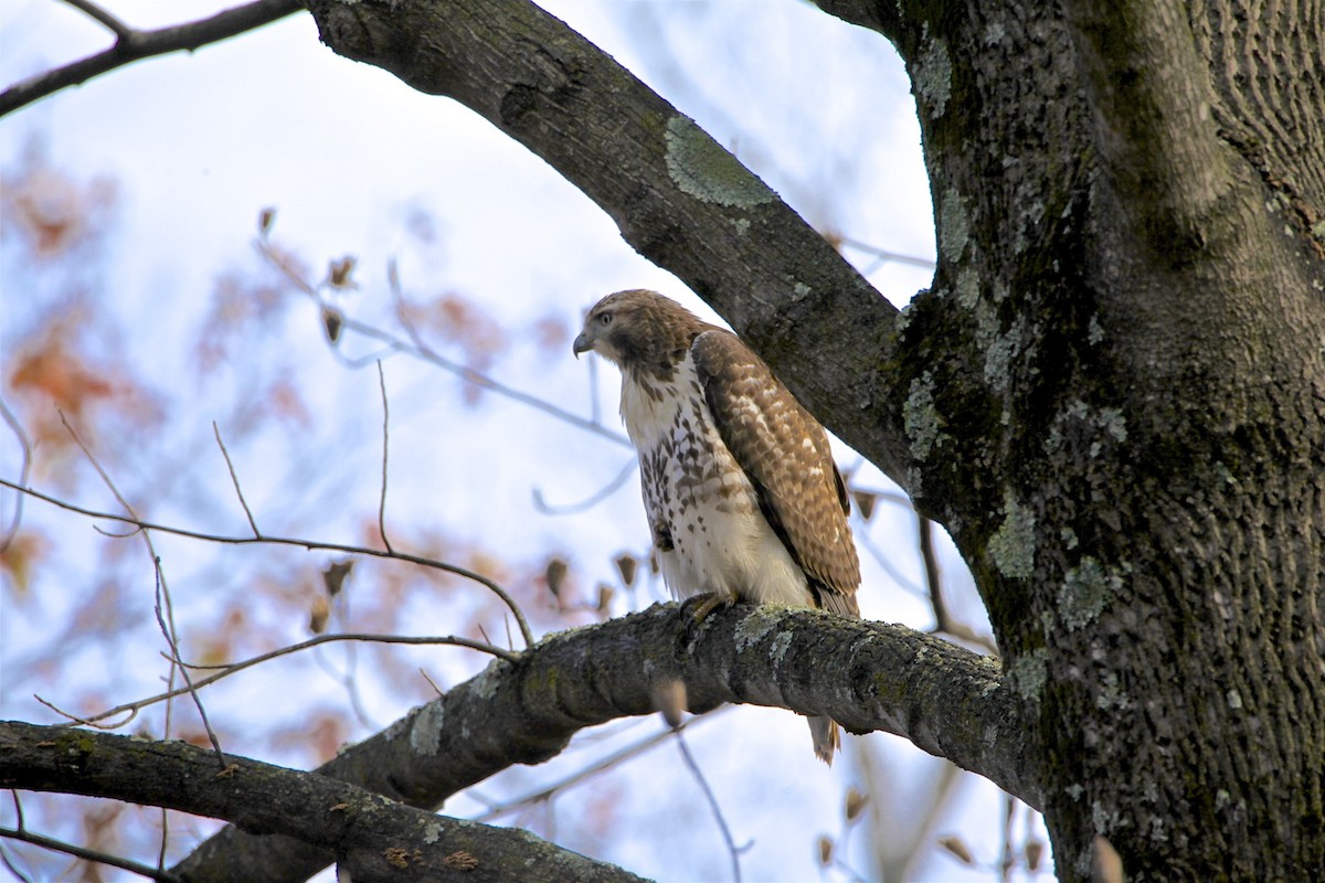 Red-tailed Hawk - ML279710411