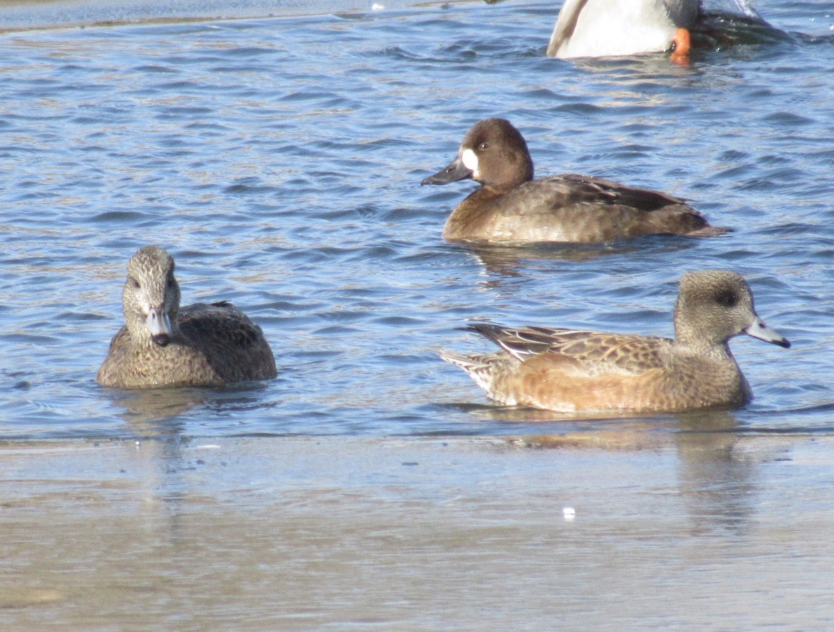 Lesser Scaup - Laurel Armstrong