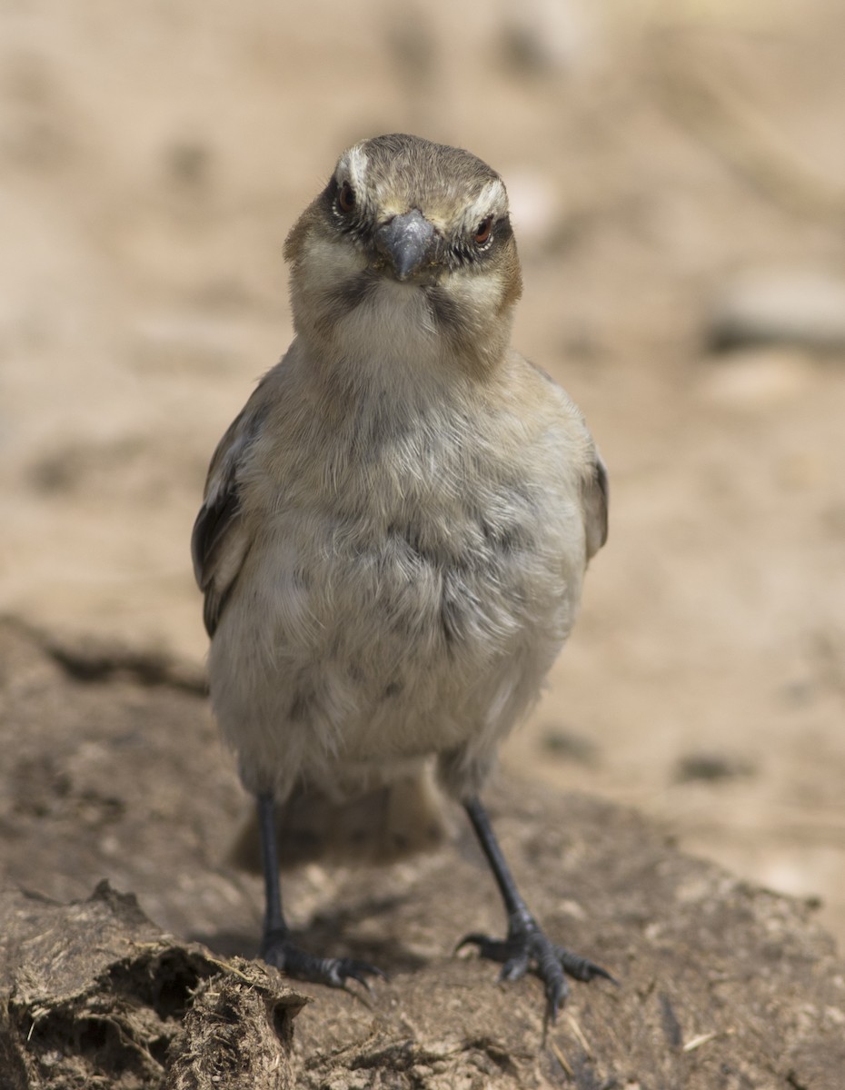 Rufous-necked Snowfinch - ML279718081