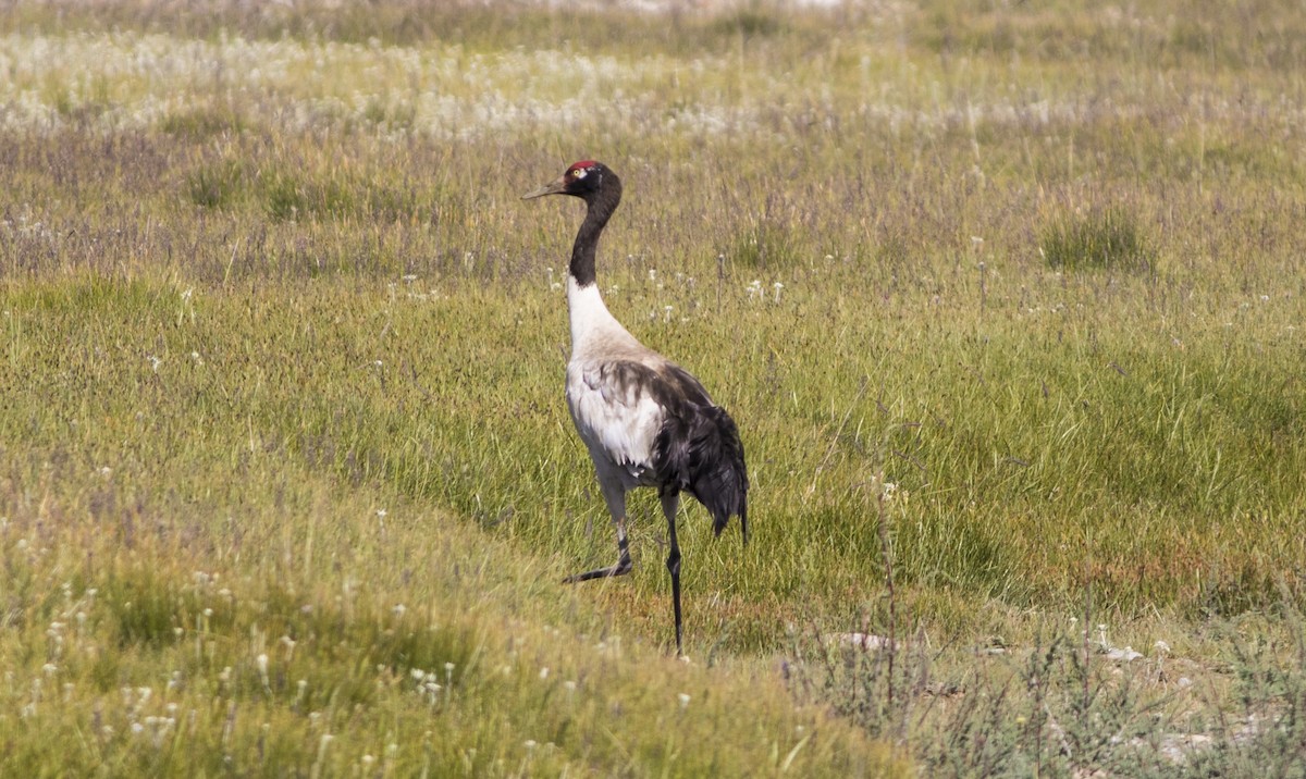 Black-necked Crane - ML279718711