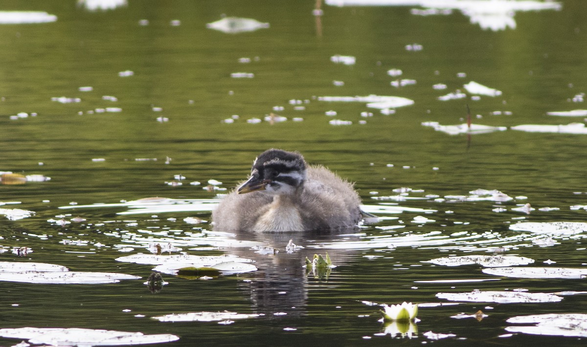 Red-necked Grebe - ML279719631