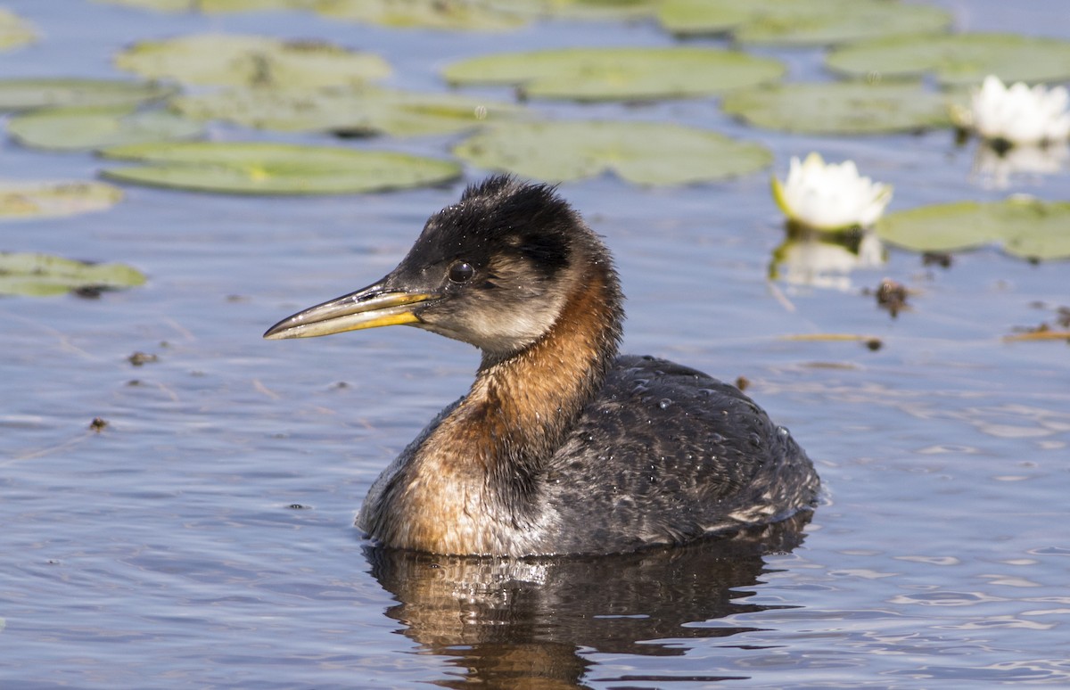 Red-necked Grebe - ML279719641
