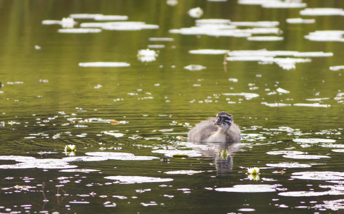 Red-necked Grebe - ML279719671