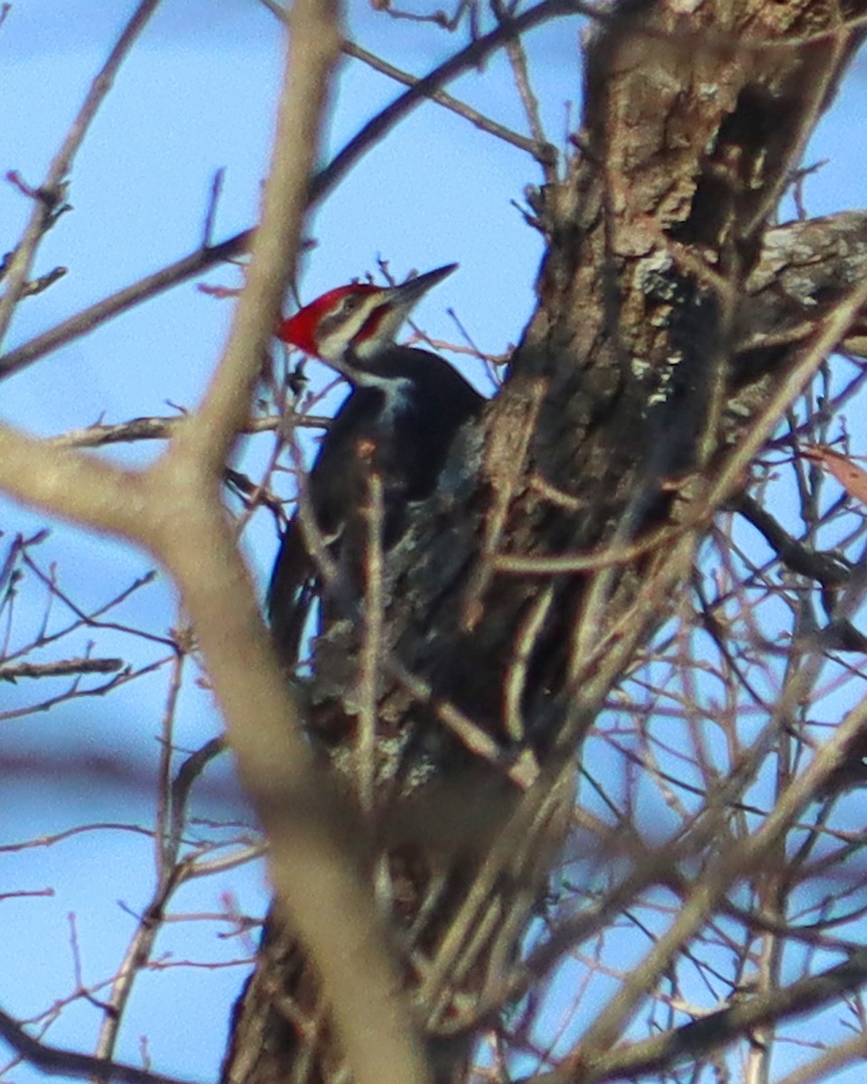 Pileated Woodpecker - ML279721341