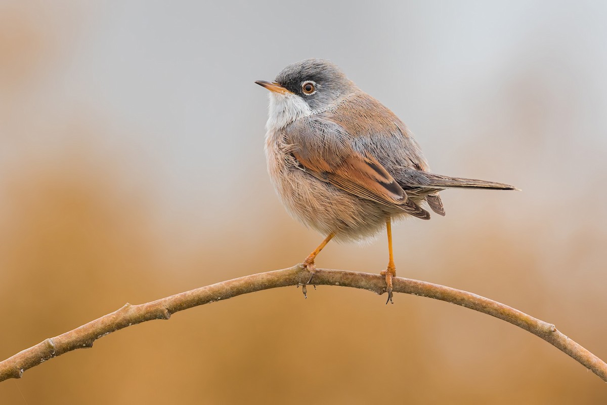 Spectacled Warbler - ML279722791