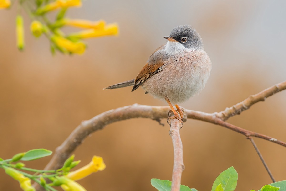 Spectacled Warbler - ML279722801