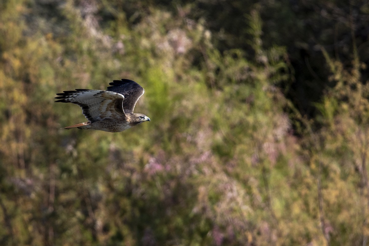 Red-tailed Hawk - Michael Stubblefield