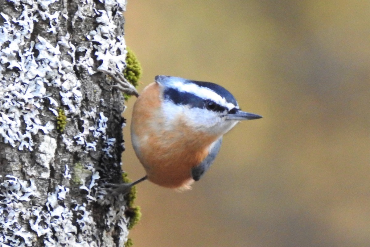 Red-breasted Nuthatch - ML279729241