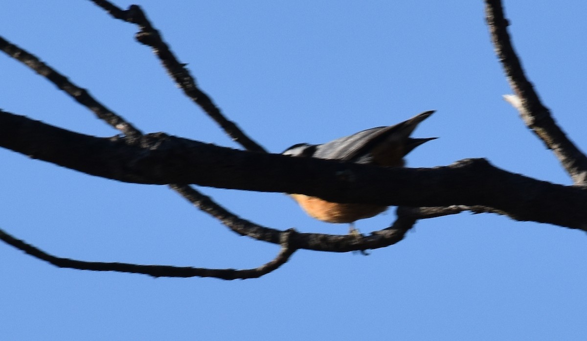 Red-breasted Nuthatch - ML279733001