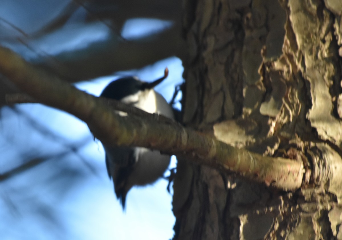 White-breasted Nuthatch - ML279733021