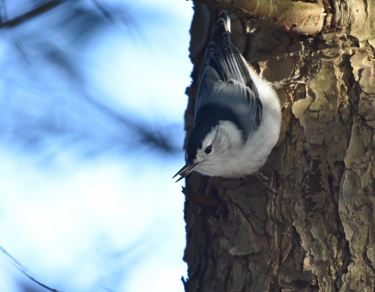White-breasted Nuthatch - ML279733031