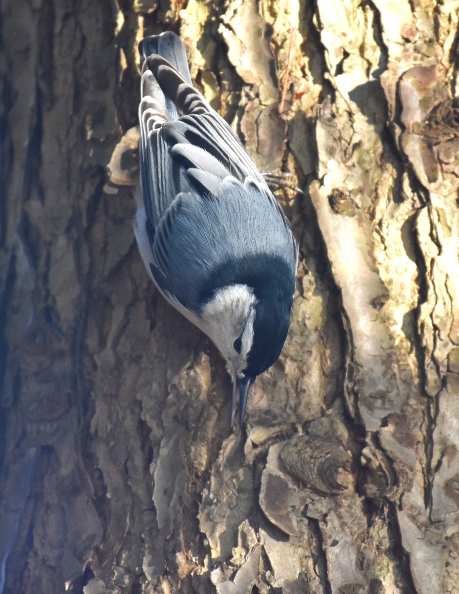 White-breasted Nuthatch - ML279733041