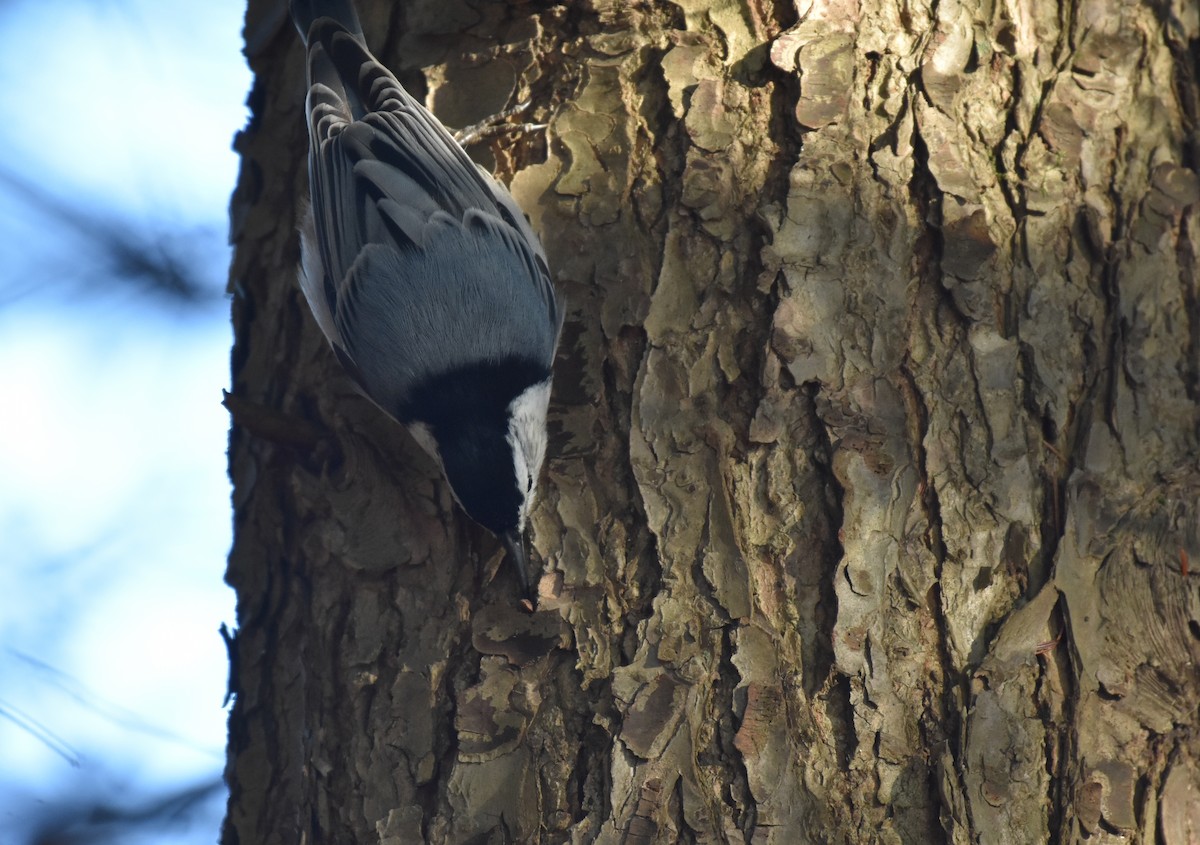 White-breasted Nuthatch - ML279733051