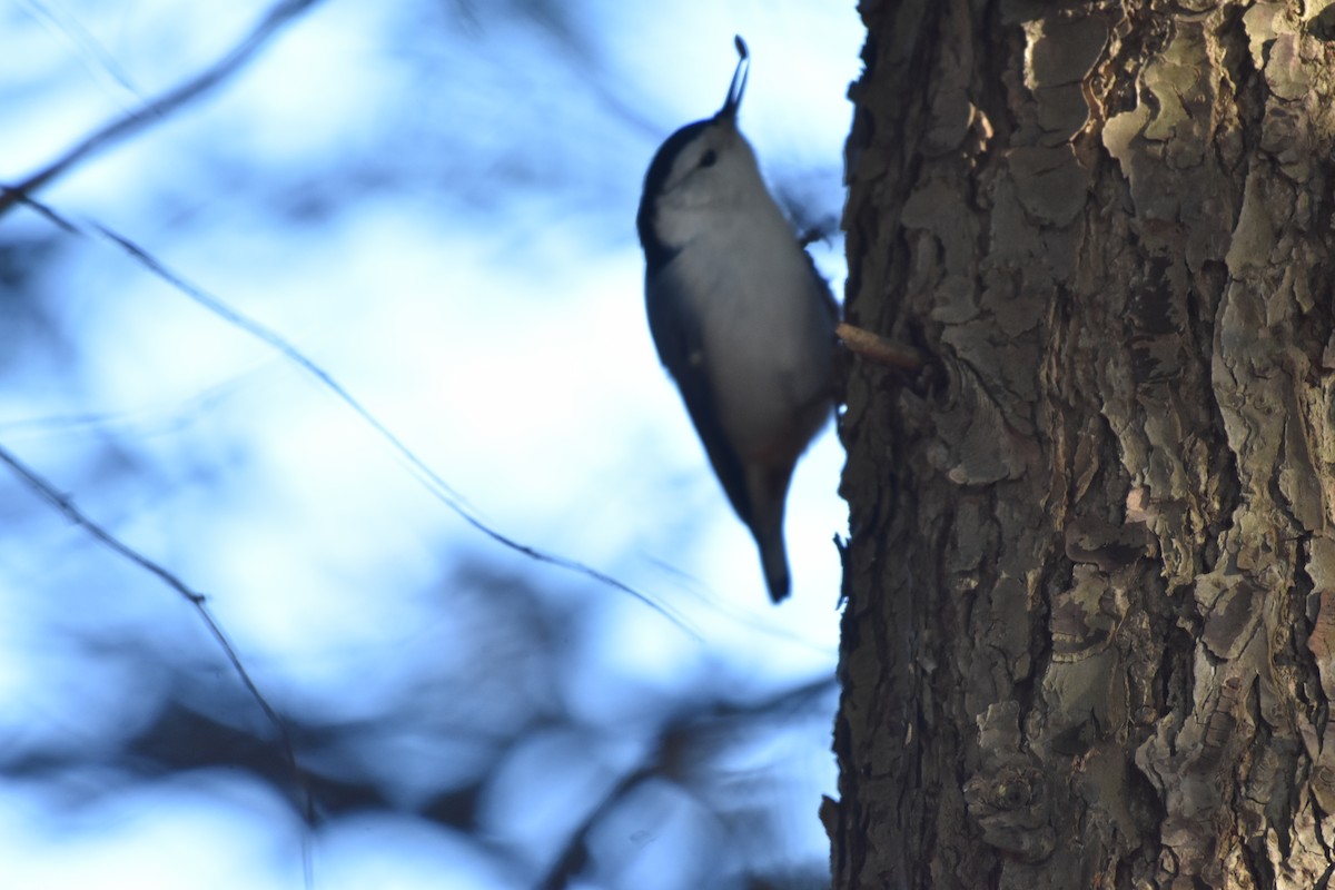White-breasted Nuthatch - ML279733071