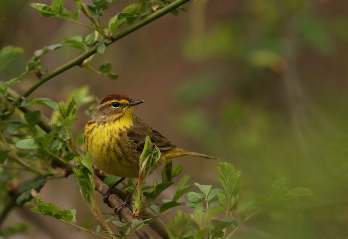 Palm Warbler (Yellow) - Nathan Dubrow