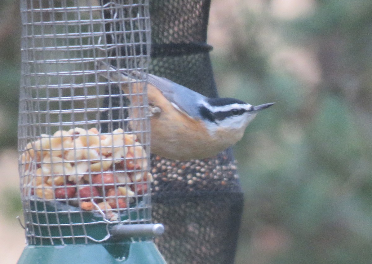 Red-breasted Nuthatch - ML279734671
