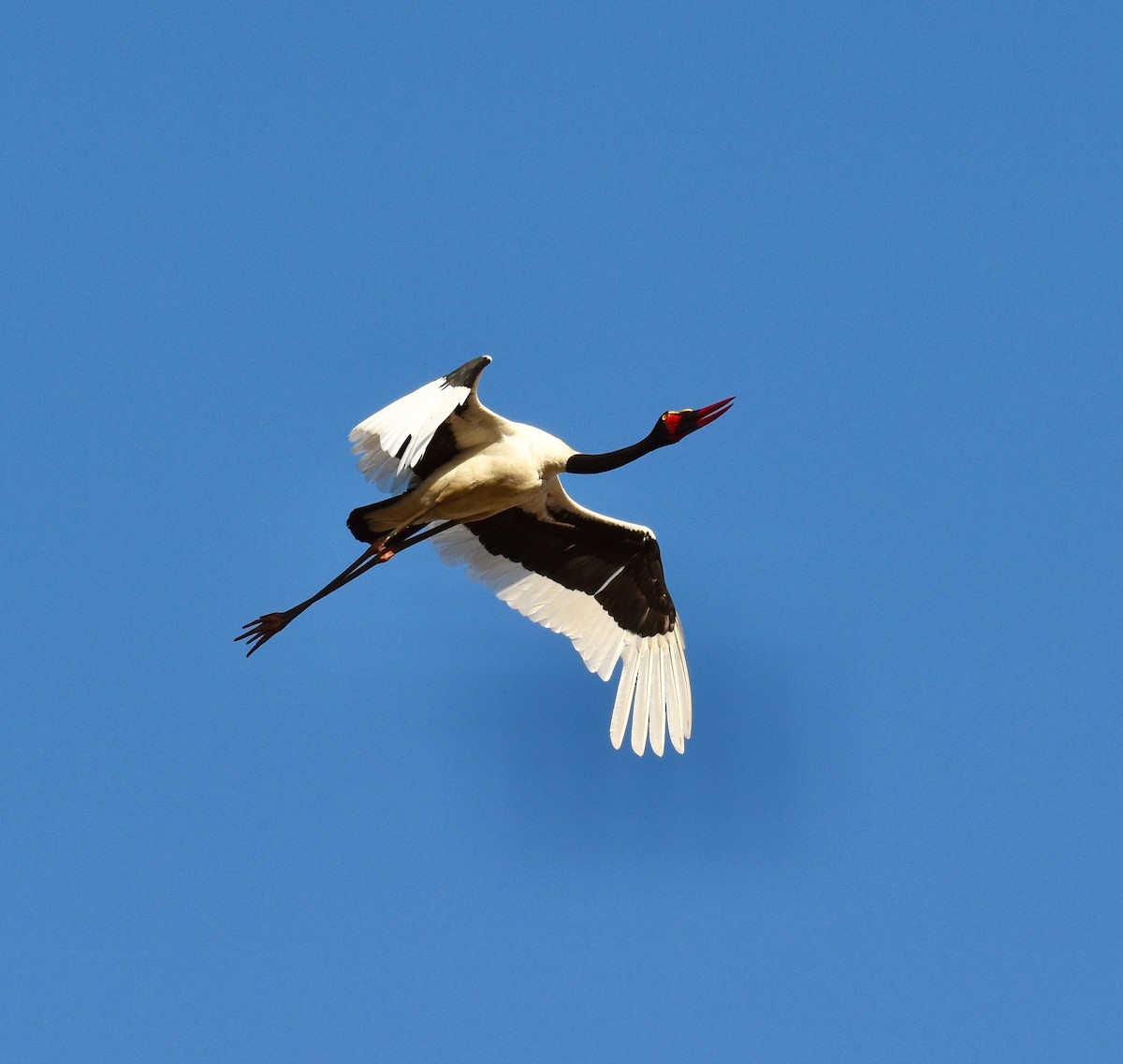 Saddle-billed Stork - Stuart Malcolm