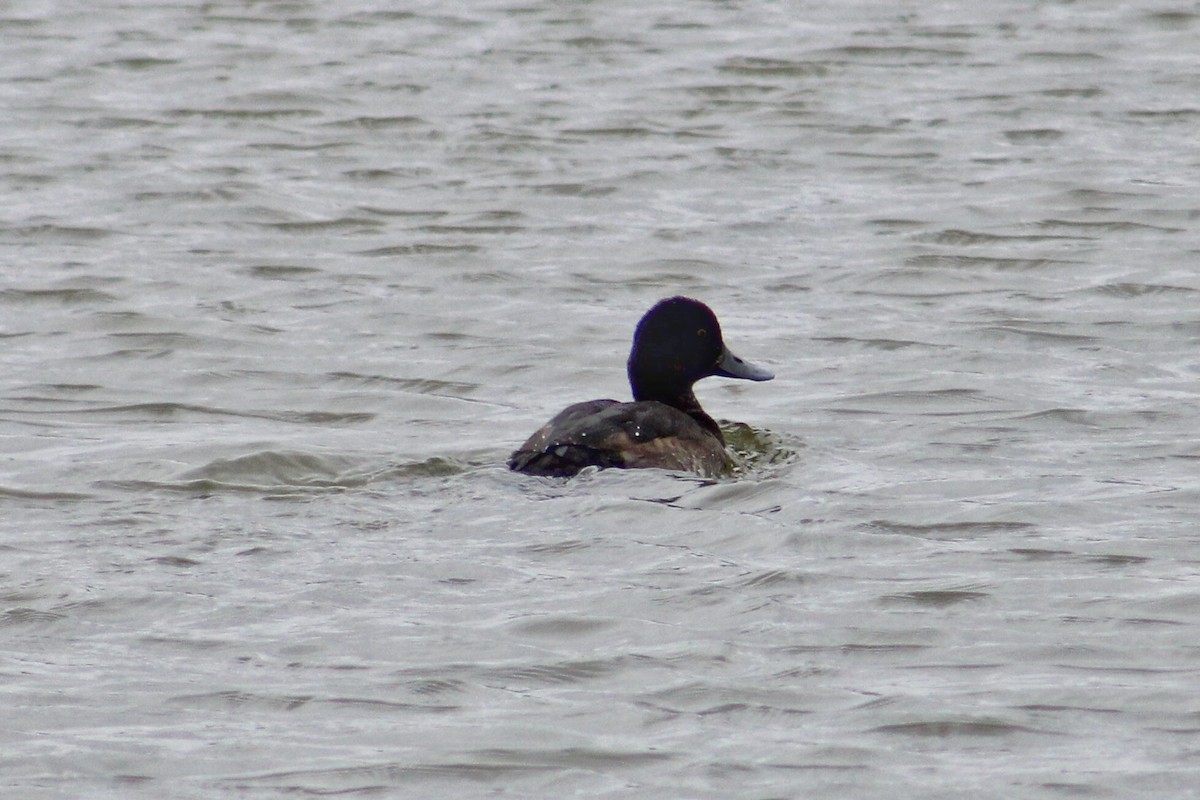 Greater Scaup - Megan McCulloch