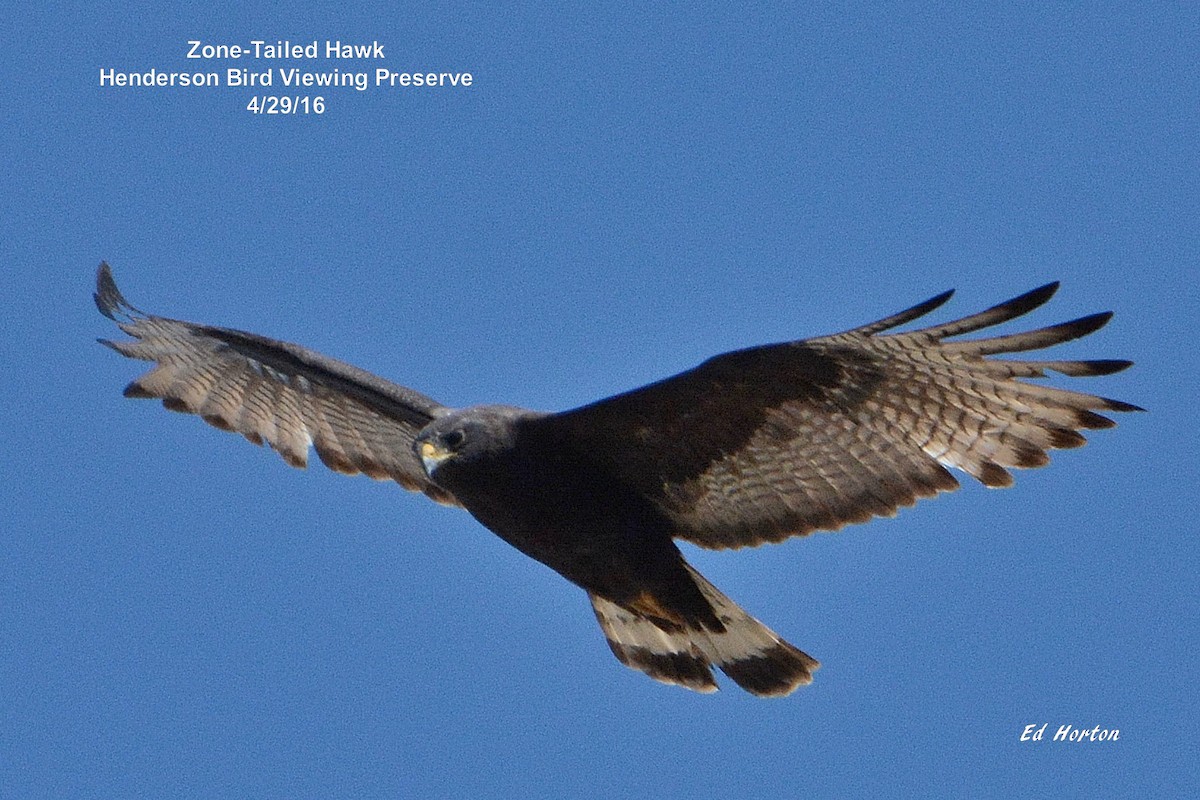 Zone-tailed Hawk - Ed Horton