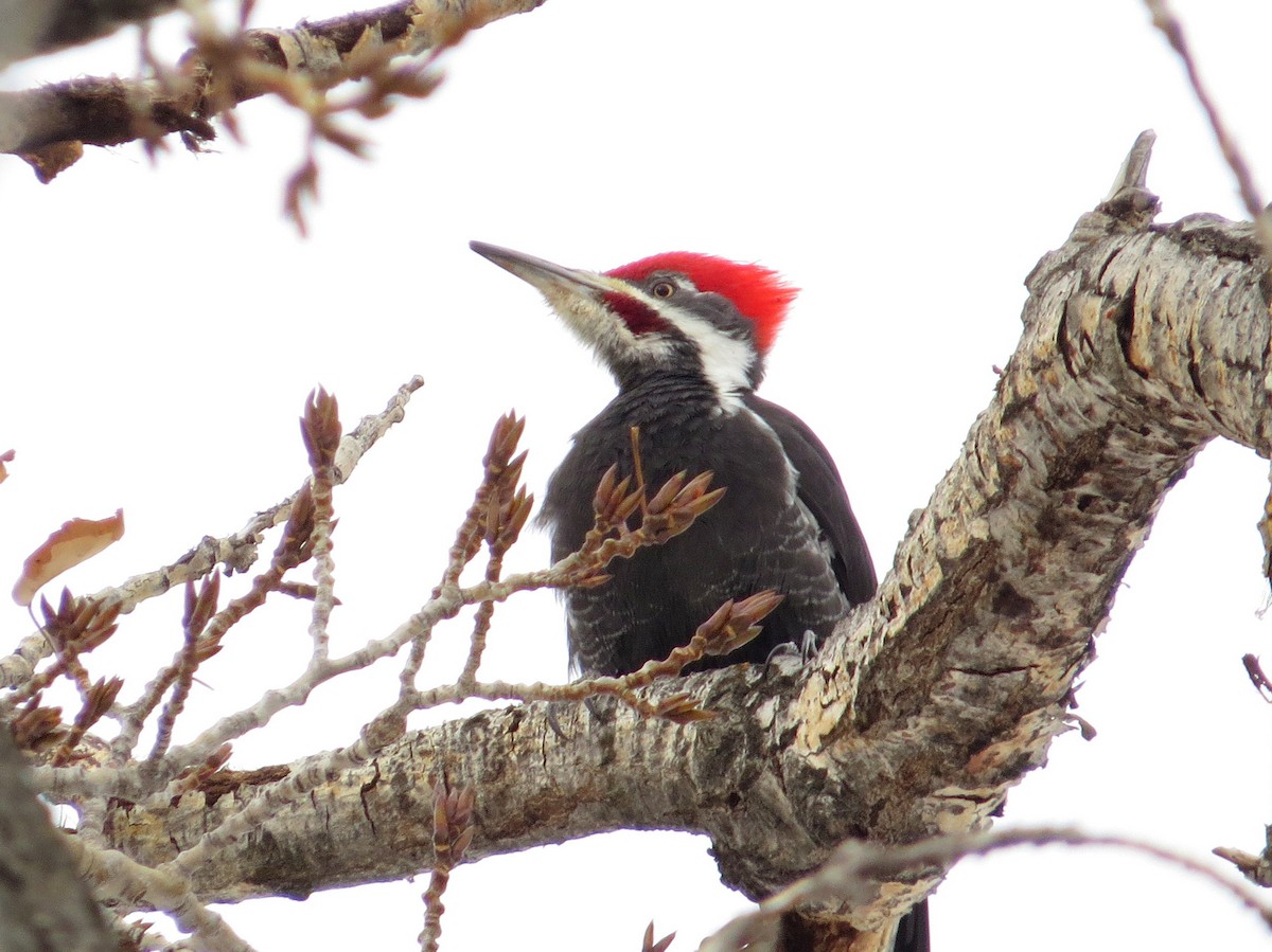 Pileated Woodpecker - Asher  Warkentin
