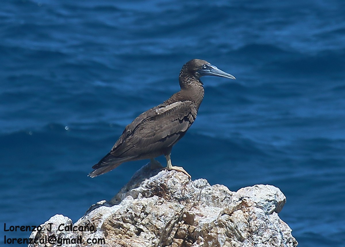 Brown Booby - ML279745661
