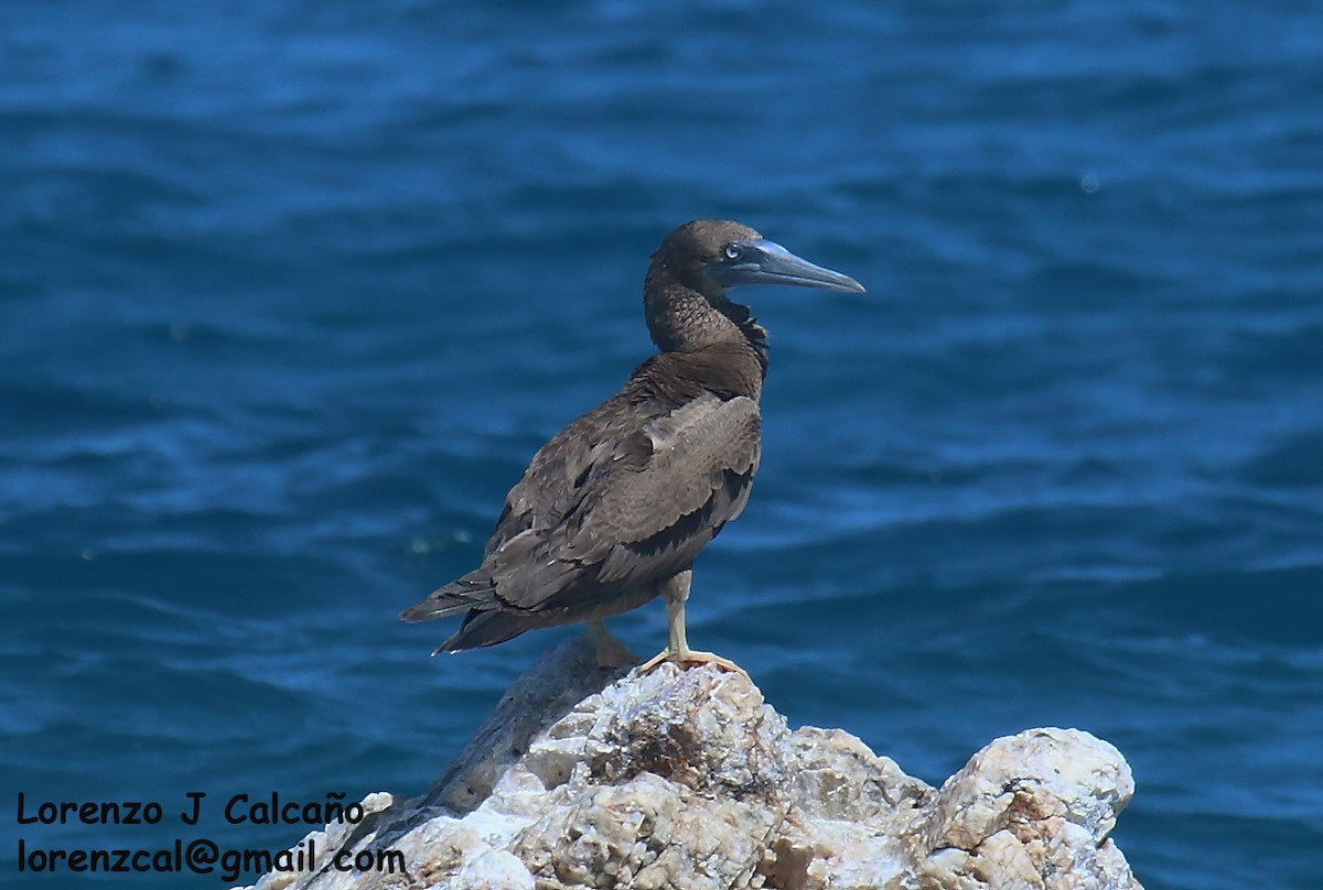 Brown Booby - ML279745821