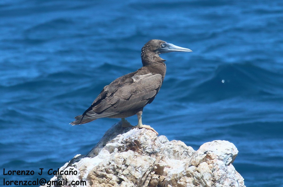 Brown Booby - ML279745831