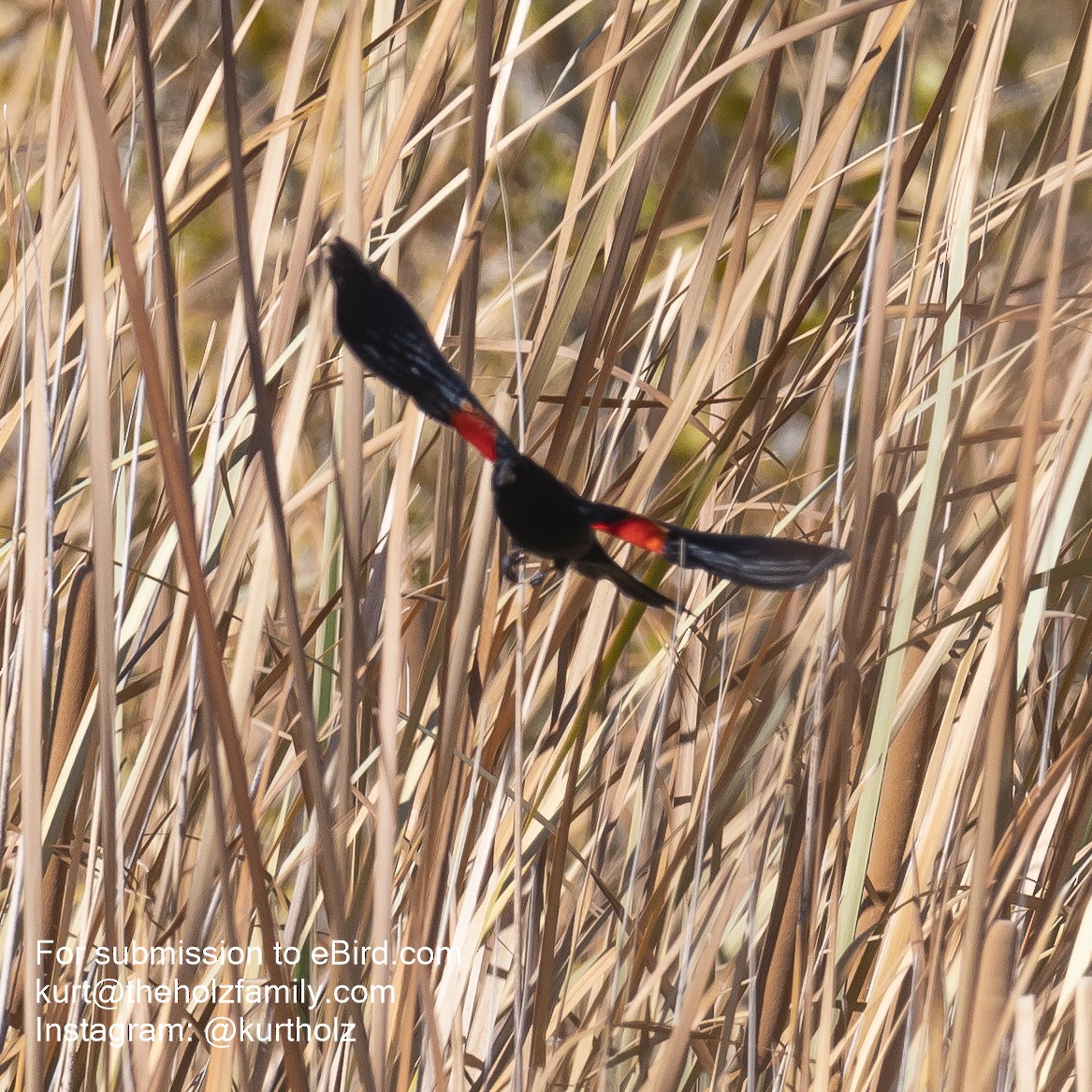 Red-winged Blackbird - ML279746171