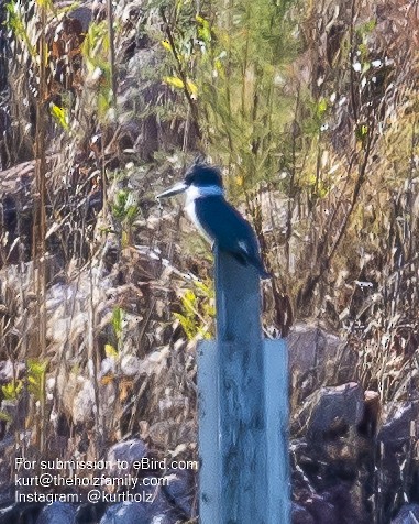 Belted Kingfisher - ML279747701