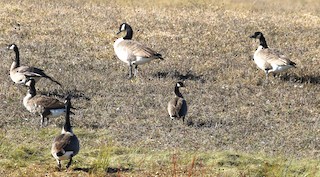 Cackling Goose, ML279748981