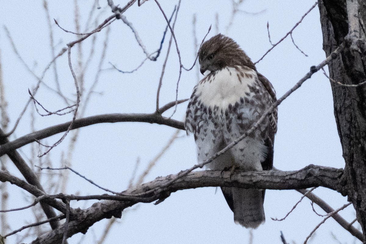 Red-tailed Hawk - ML279753441