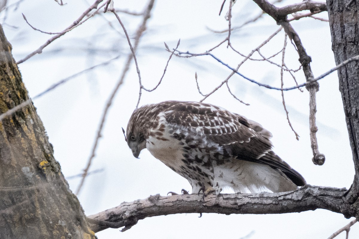 Red-tailed Hawk - ML279753451