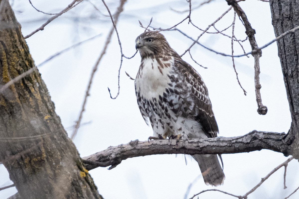 Red-tailed Hawk - ML279753461