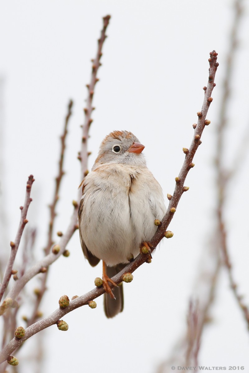 Field Sparrow - ML27975961