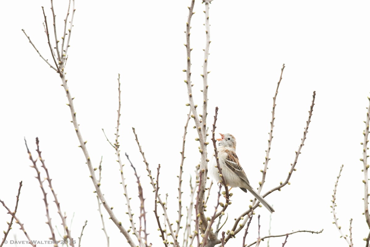 Field Sparrow - ML27975991