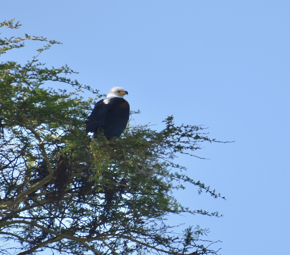 African Fish-Eagle - ML279760091