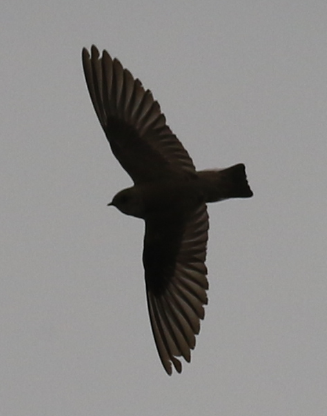 Northern Rough-winged Swallow - ML27976971