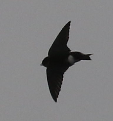 Violet-green Swallow - C. Jackson