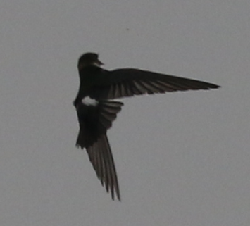 Violet-green Swallow - C. Jackson