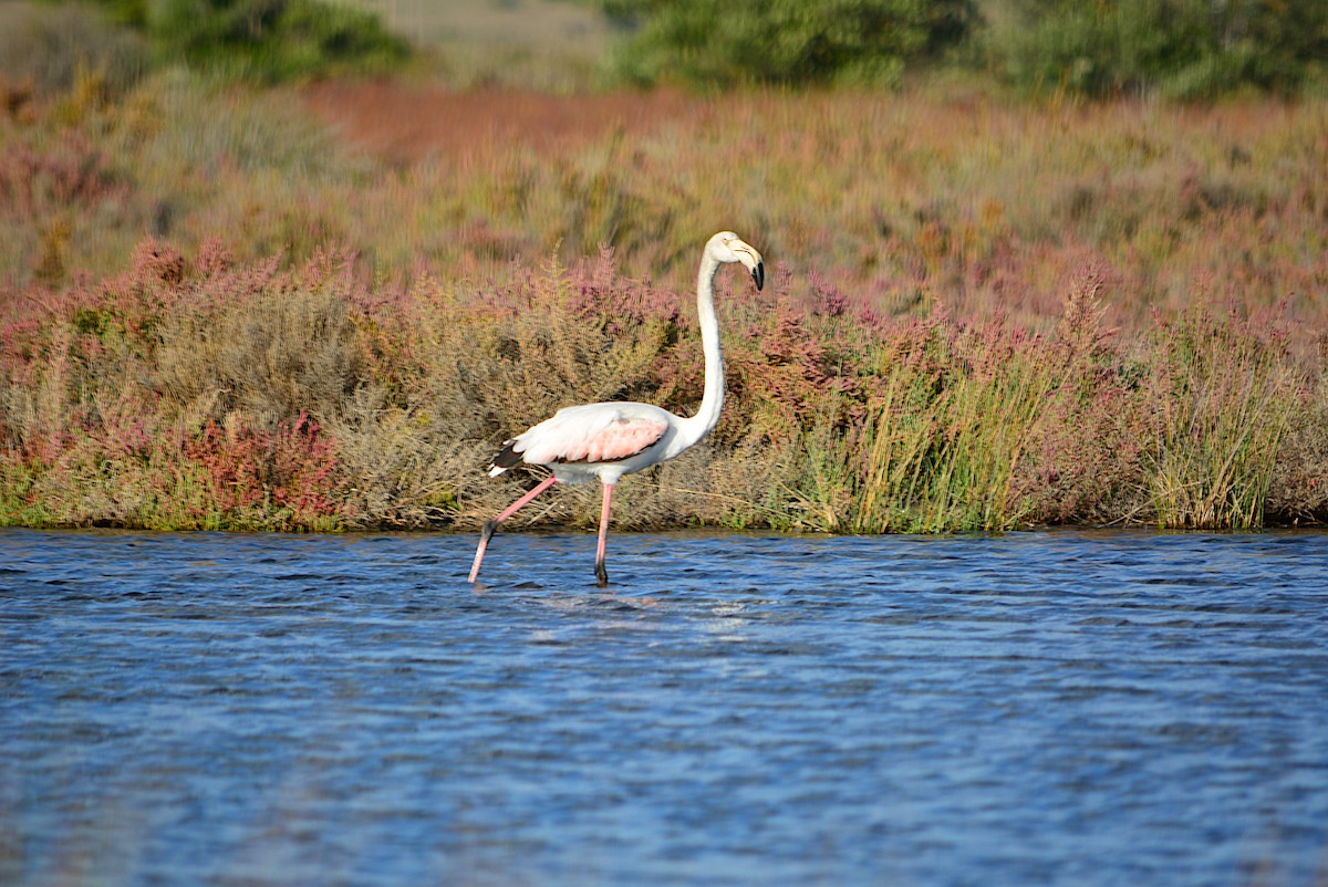 Greater Flamingo - ML279780971