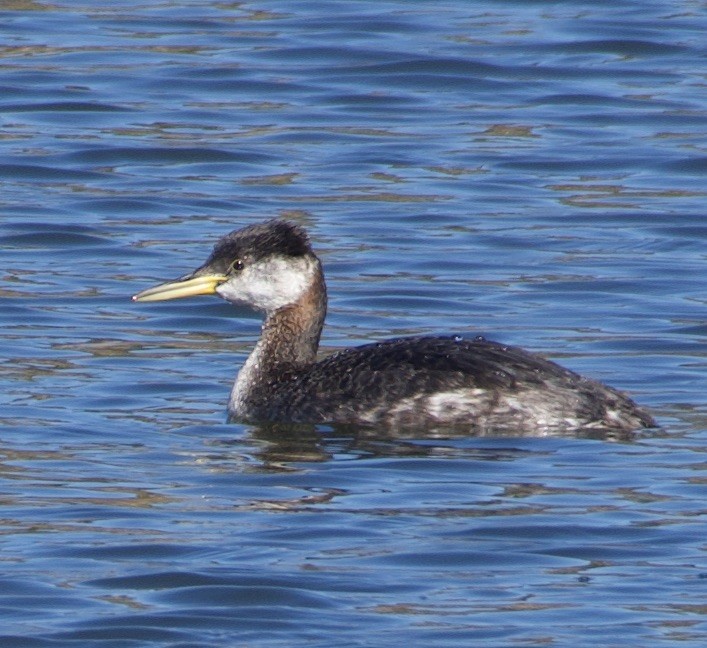Red-necked Grebe - ML279781831
