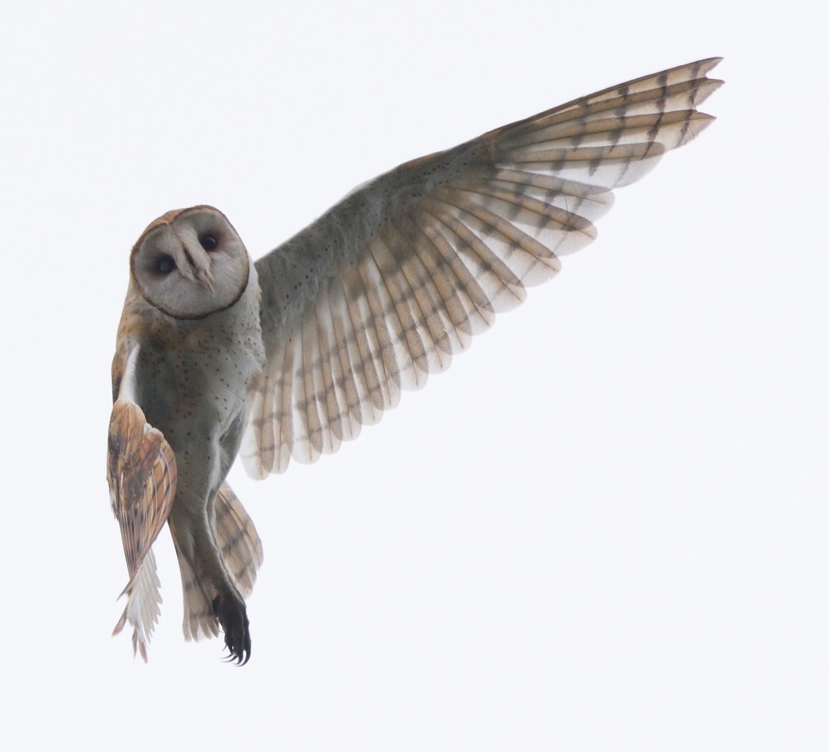 Barn Owl - Paul Conover