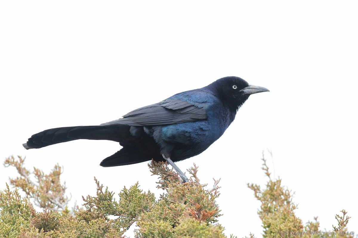 Boat-tailed Grackle - ML27978951
