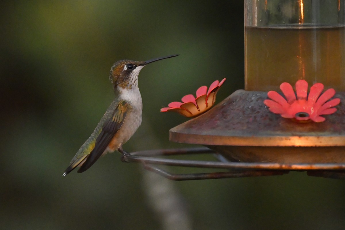 Ruby-throated Hummingbird - ML279793881