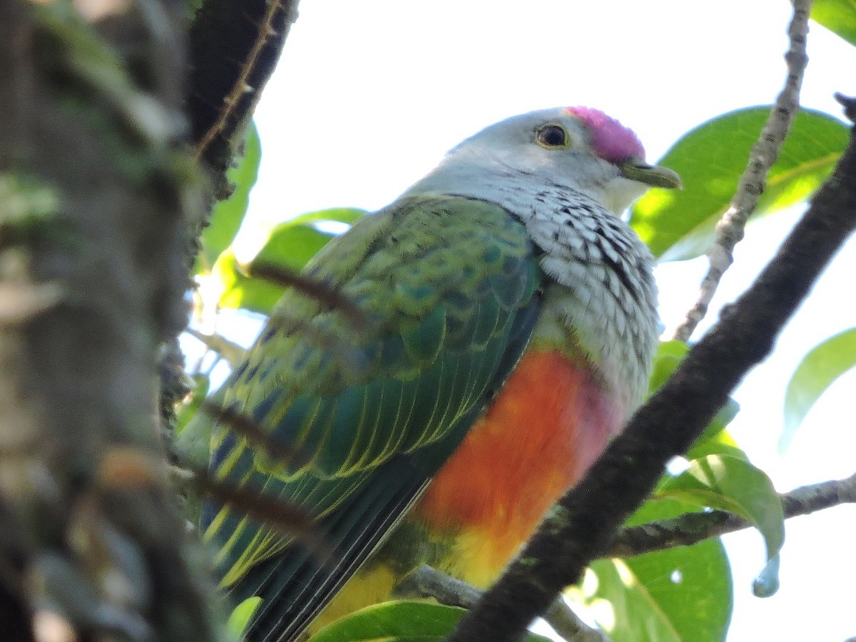 Rose-crowned Fruit-Dove - ML279794431