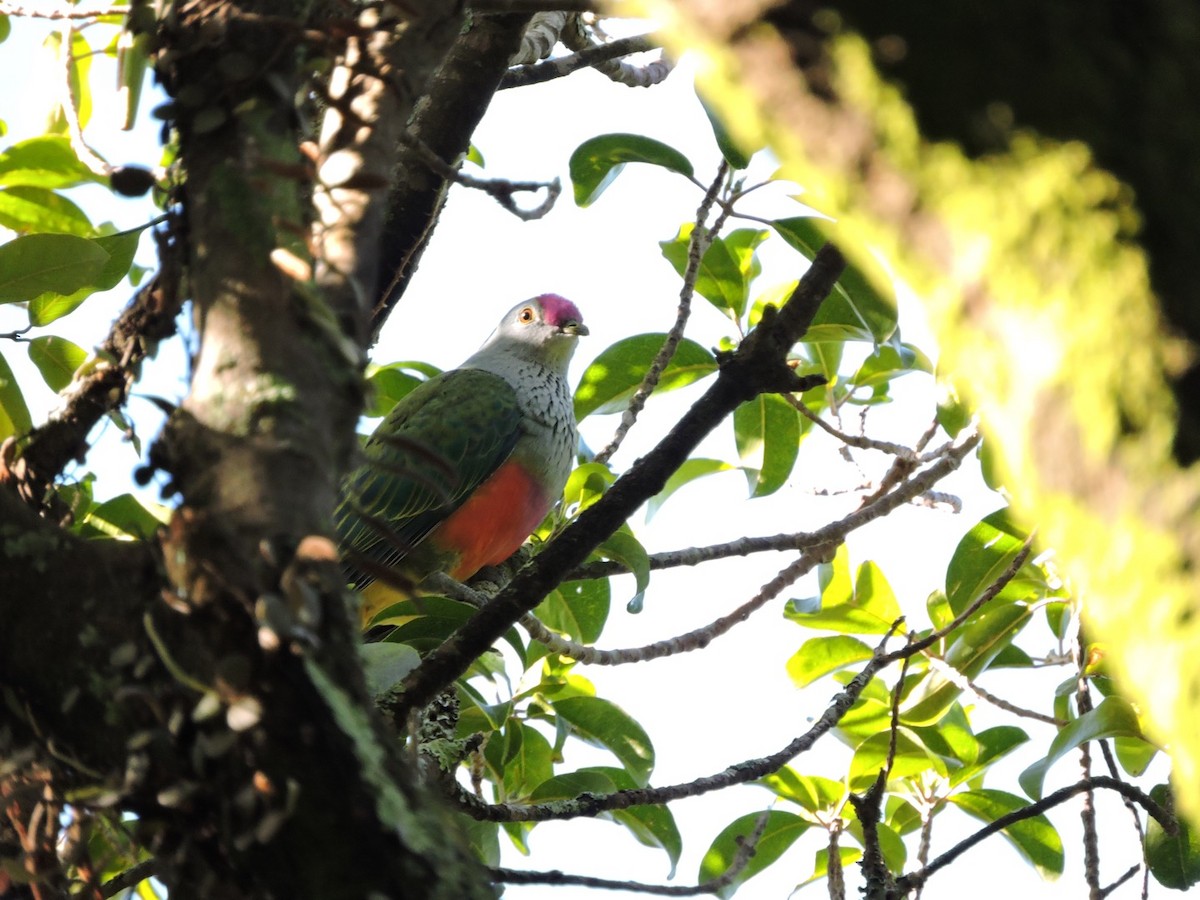 Rose-crowned Fruit-Dove - ML279794441