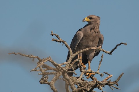 Photos Chaco Eagle Buteogallus coronatus Birds of the World